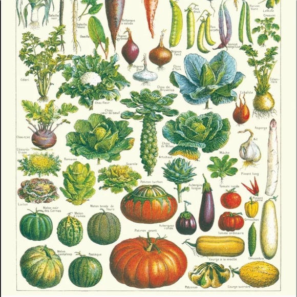 🥕 Cavallini & Co. Le Jardin Vintage Image Decorative Chart, 20"x28" - New - Picture 3 of 5